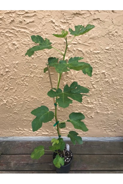 Инжир Адриатический саженец контейнер с бамбуковой опорой